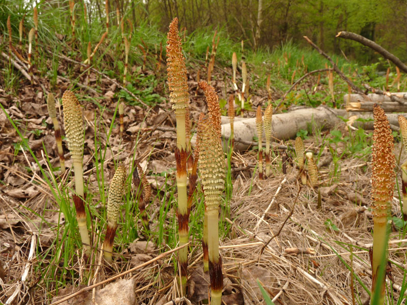 Equisetum telmateia